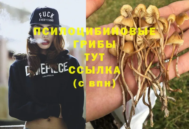 Галлюциногенные грибы Psilocybine cubensis  дарк нет телеграм  Каменск-Шахтинский 